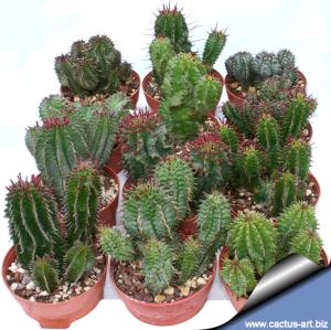 Euphorbia horrida hybrid (mixed forms)