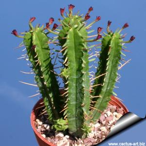 Euphorbia pentagona