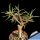 Euphorbia balsamifera