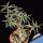 Euphorbia balsamifera