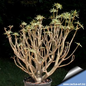 Euphorbia balsamifera