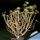 Euphorbia balsamifera