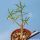 Euphorbia balsamifera