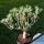 Euphorbia balsamifera