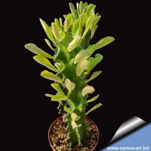 Euphorbia erythraea cv. FOGLIA TONDA (mostruosa roud leaf)