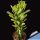Euphorbia erythraea cv. FOGLIA TONDA (mostruosa roud leaf)