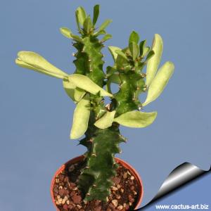 Euphorbia erythraea  "cespitosa a foglia tonda"