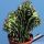 Euphorbia erythraea forma monstruosa + cristata