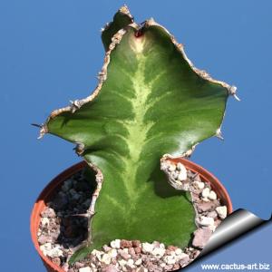 Euphorbia halipedicola