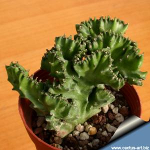 Euphorbia lactea f. cristata