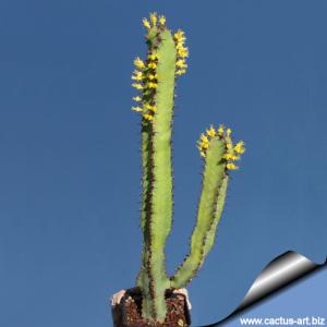 Euphorbia ledienii (Pale green type)