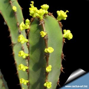 Euphorbia ledienii (Dark green type)