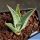 Agave desertii simplex