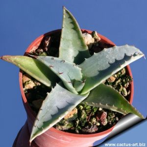 Agave desertii simplex
