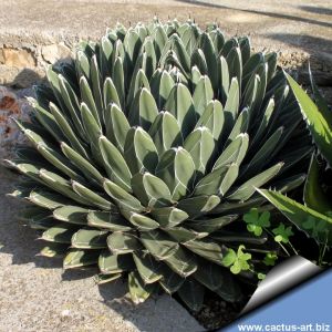 Agave victoria-reginae Sierra Parras, Coahuila, Mexico.