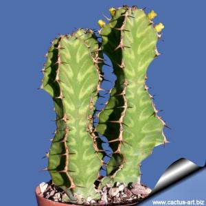 Euphorbia pseudocactus