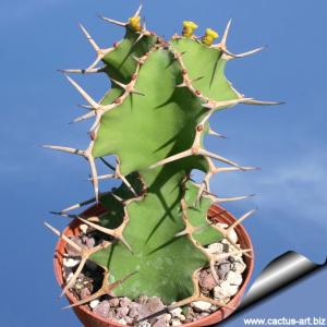 Euphorbia cactus "grandicornis"