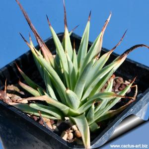 Agave striata minima