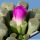 Frithia pulchra Magaliesberge