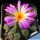 Frithia pulchra Magaliesberge