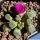Frithia pulchra Magaliesberge