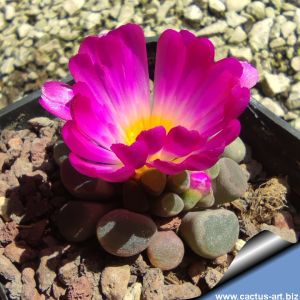Frithia pulchra Magaliesberge