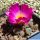 Frithia pulchra Magaliesberge