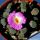 Frithia pulchra Magaliesberge