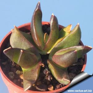 Glottiphyllum depressum Klipdrif, 5 k s Zebra, very nice form