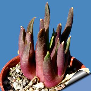 Glottiphyllum Soetendalspoort, squishy gem  (MG 1522.467)