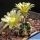 Echinocereus davisii SB426 Brewster County, Texas, USA (white & black spines)
