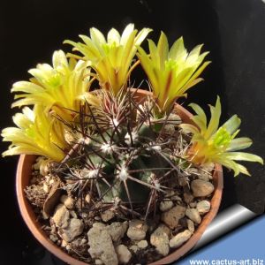 Echinocereus davisii SB426 Brewster County, Texas, USA (white & black spines)