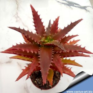 Aloe dorotheae hybrid cv. COMPACT