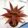 Aloe dorotheae hybrid cv. COMPACT