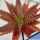 Aloe dorotheae hybrid cv. COMPACT