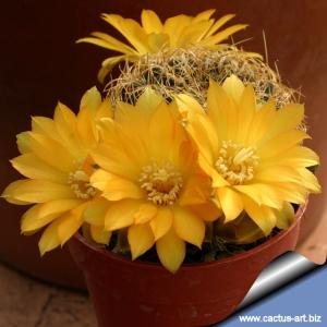 Sulcorebutia candiae