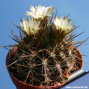 Eriosyce echinus