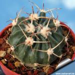 Homalocephala texensis (Syn: Echinocactus texensis)