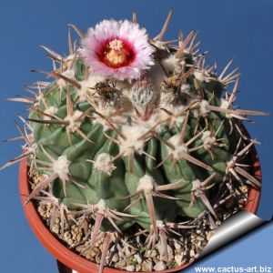Homalocephala texensis (Syn: Echinocactus texensis)