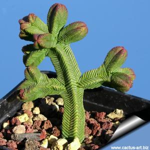 Crassula pyramidalis