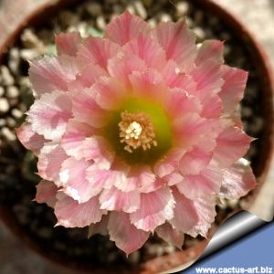 Eriosyce napina v. viridis