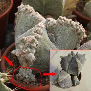 Astrophytum myriostigma "tri/quadri costatum" PROLIFERUM