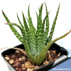 Aloe humils