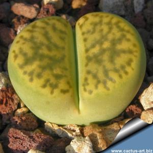 Lithops bromfieldii v. insularis "Sulphurea" C362