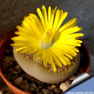 Lithops aucampiae (Kuruman Form) C173 60 km SE of Kuruman, South Africa