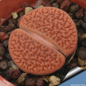 Lithops hookeri vermiculate Strydenburg, Northern Cape, South Africa