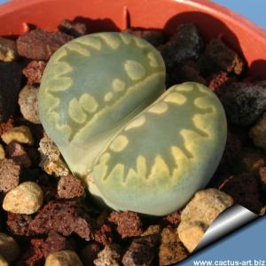 Lithops otzeniana C128A cv. AQUAMARINE 35 km North-North-West of Loeriesfontein, South Africa
