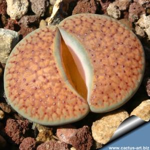 Lithops verruculosa (inae) C157 55 km ENE of Vanwyksvlei, South Africa