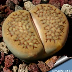 Lithops hallii C022 55km South-West of Prieska, Cape Province