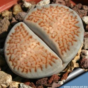 Lithops hallii C375 55km North of Upington, Cape Province